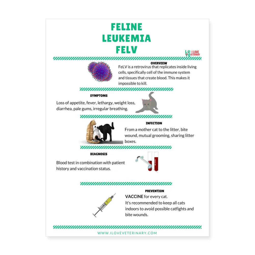 Feline Leukemia Poster 18x24