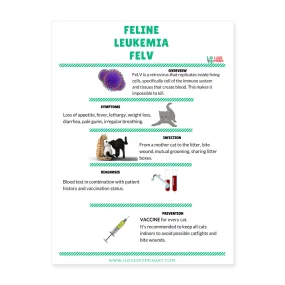 Feline Leukemia Poster 18x24