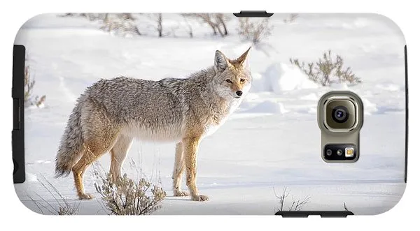 Posing Coyote - Phone Case