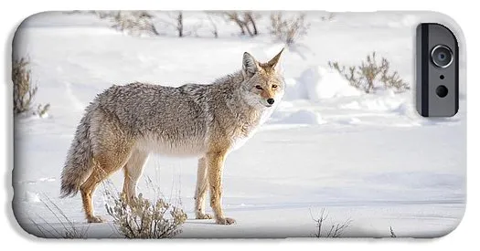 Posing Coyote - Phone Case