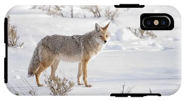 Posing Coyote - Phone Case