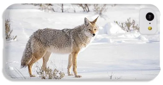 Posing Coyote - Phone Case