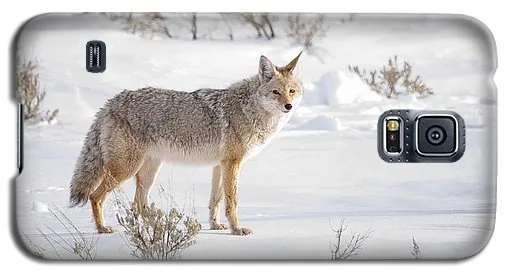 Posing Coyote - Phone Case