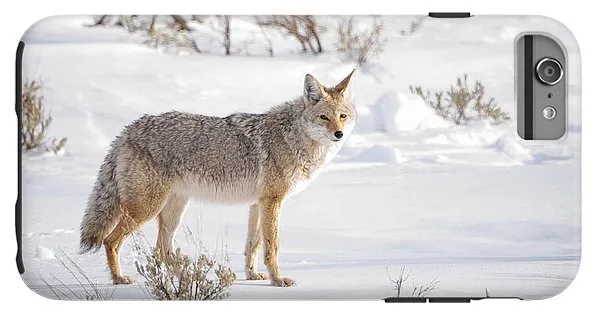 Posing Coyote - Phone Case