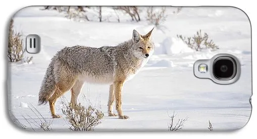 Posing Coyote - Phone Case