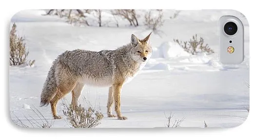 Posing Coyote - Phone Case