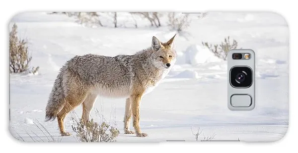 Posing Coyote - Phone Case