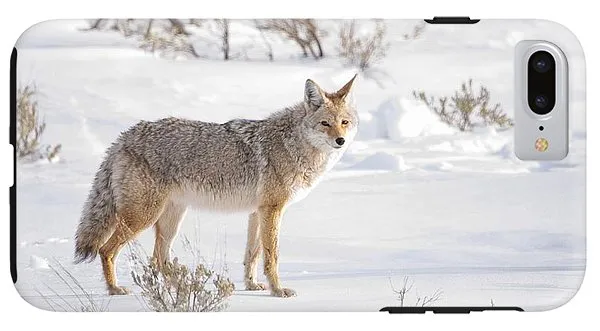 Posing Coyote - Phone Case