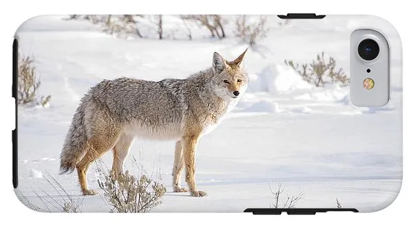 Posing Coyote - Phone Case