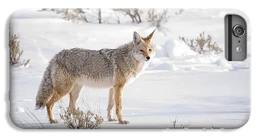 Posing Coyote - Phone Case