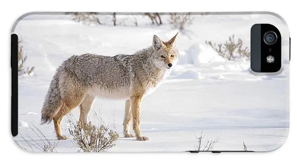 Posing Coyote - Phone Case