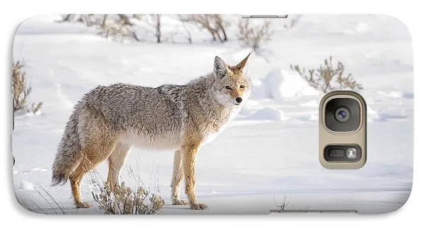 Posing Coyote - Phone Case