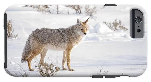 Posing Coyote - Phone Case