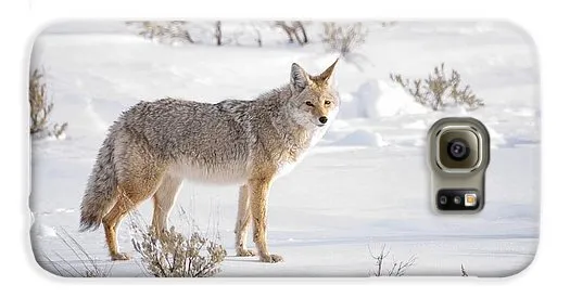 Posing Coyote - Phone Case